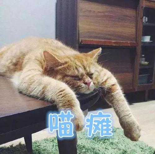 橘猫全集福利在线,萌宠来袭，欢乐无限