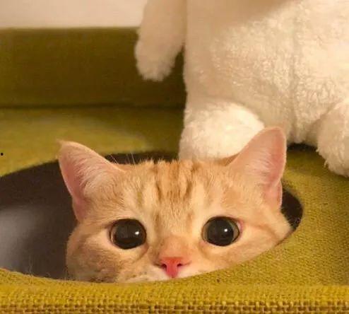 橘猫福利姬网址在线观看,带你领略萌宠魅力，在线观看欢乐无限